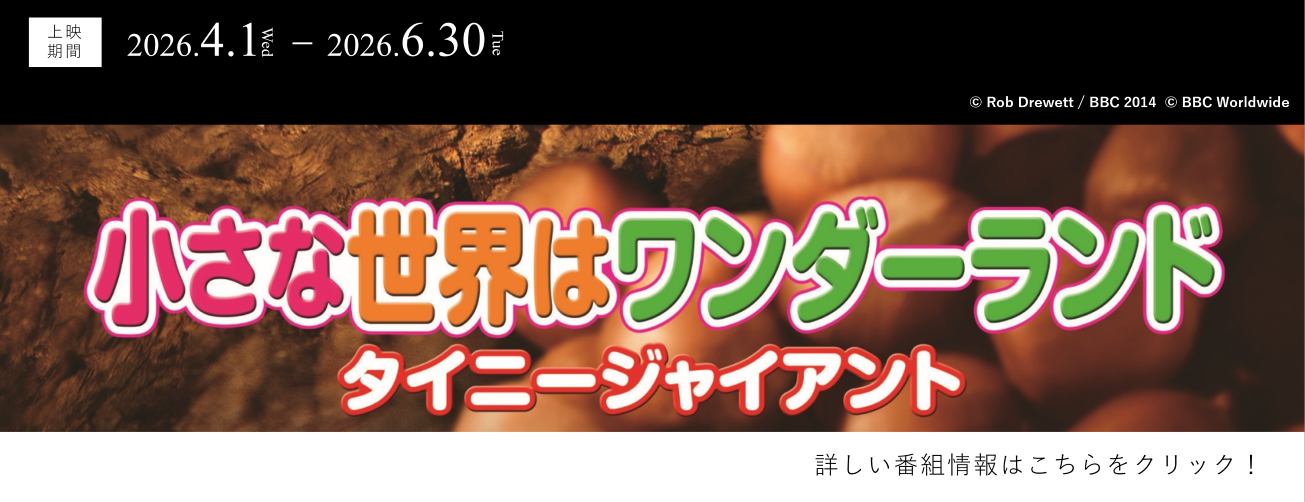 小さな世界はワンダーランド